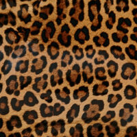 Leopardo